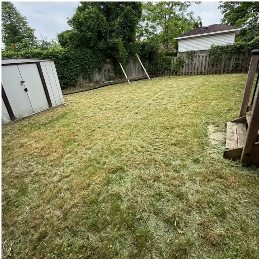 Backyard cut and cleared after an overgrowth cleanup
