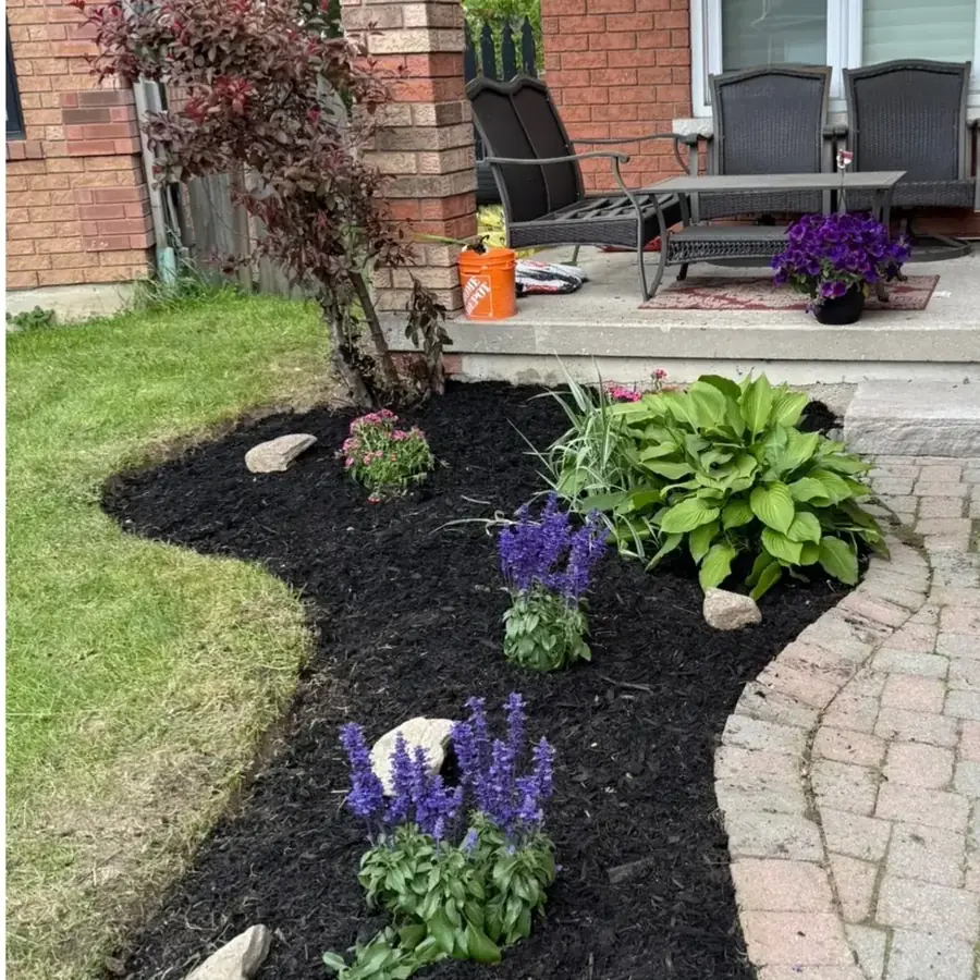 Rebuilt front garden bed with fresh mulch, hostas and flowering plants