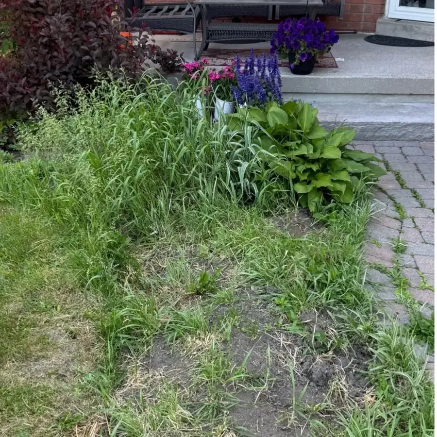 Overgrown front garden bed choked with weeds and long grass