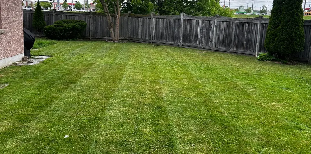 Freshly cut backyard lawn with mowing stripes
