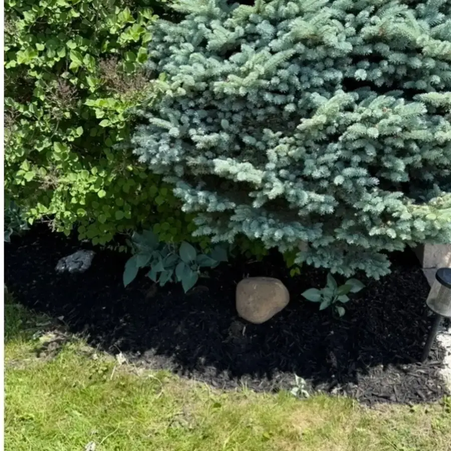 Blue spruce with a newly mulched garden bed around it