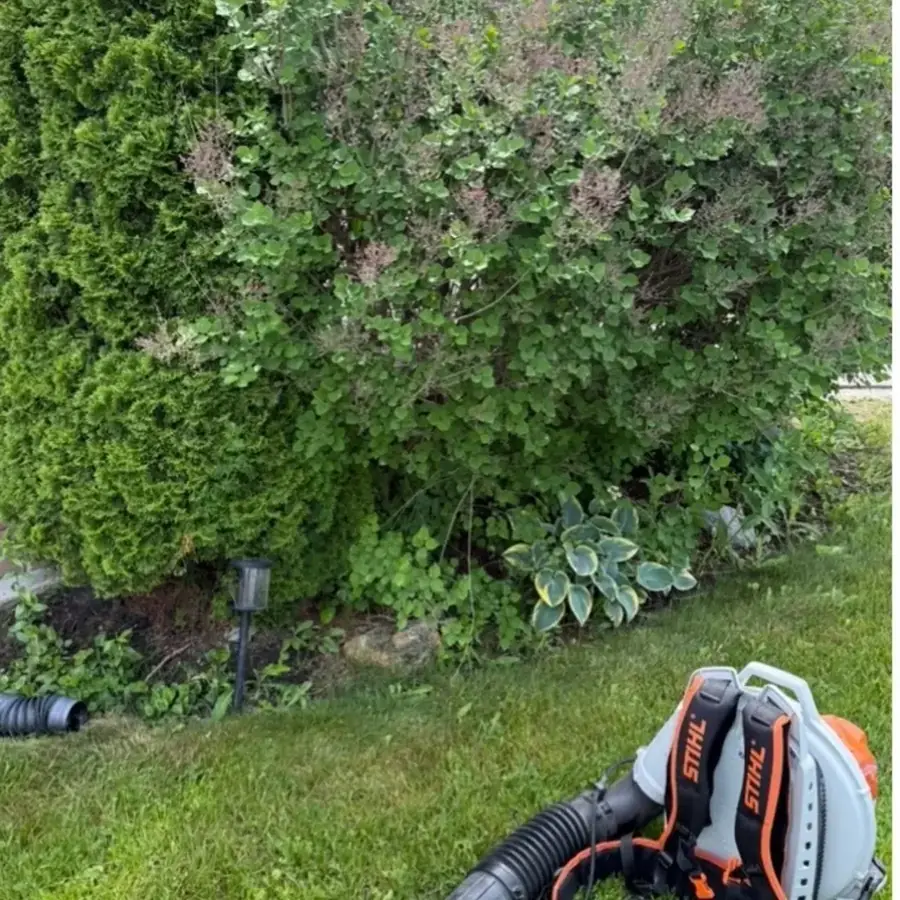 Shrubs and hedges trimmed back along a house wall