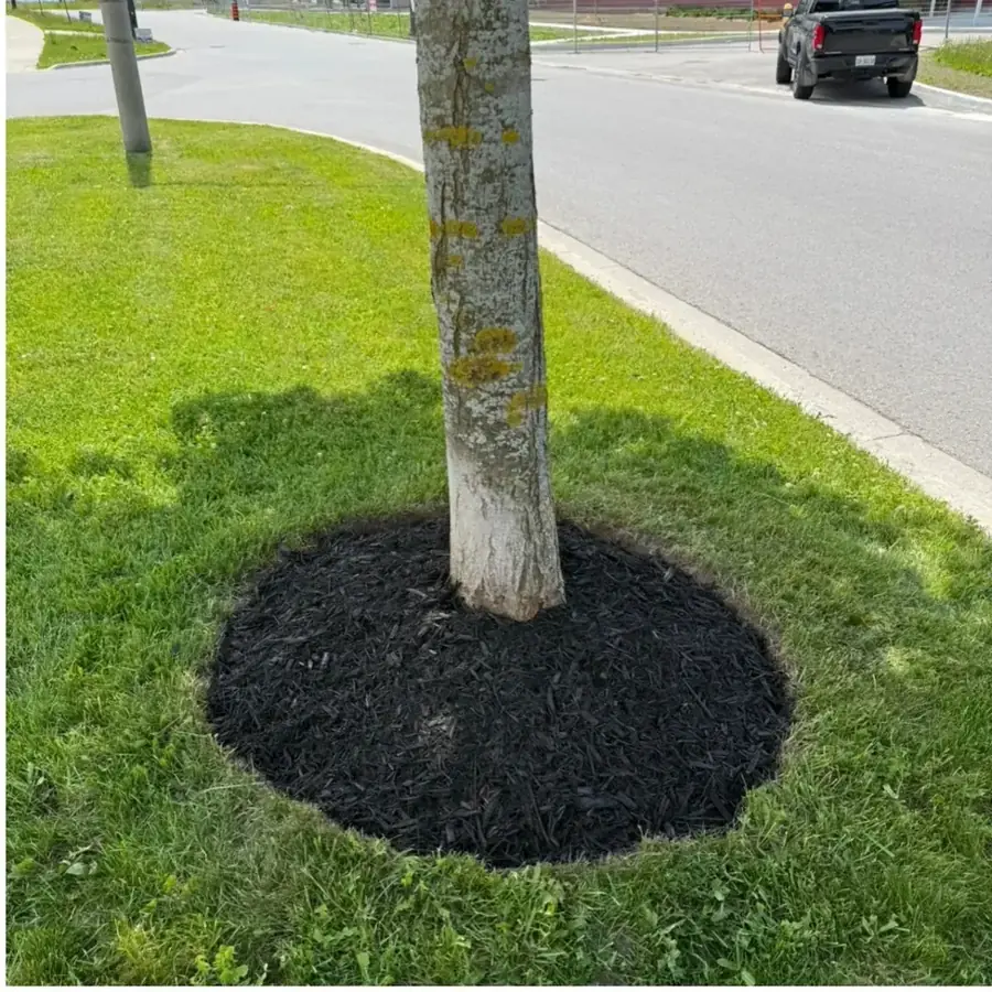 Fresh mulch ring installed around a boulevard tree