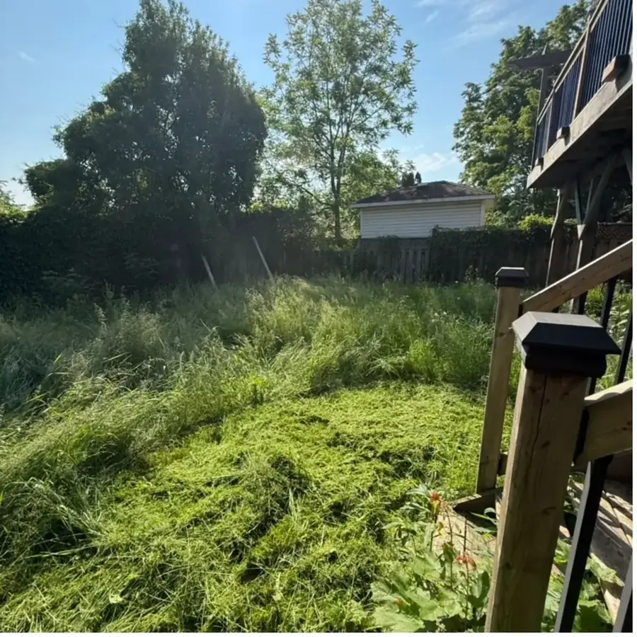 Backyard overgrown with waist-high grass and brush before cleanup